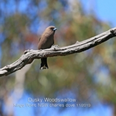 Artamus cyanopterus (Dusky Woodswallow) at Ulladulla, NSW - 21 Nov 2019 by CharlesDove