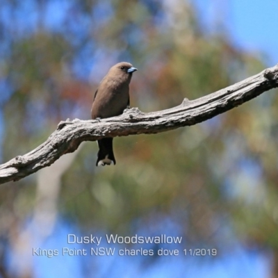 Artamus cyanopterus cyanopterus (Dusky Woodswallow) at Ulladulla, NSW - 20 Nov 2019 by CharlesDove