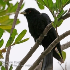 Eudynamys orientalis (Pacific Koel) at Mollymook, NSW - 21 Nov 2019 by CharlesDove