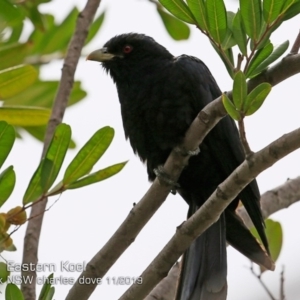 Eudynamys orientalis at Mollymook, NSW - 22 Nov 2019 12:00 AM