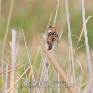 Cisticola exilis at Milton, NSW - 20 Nov 2019 12:00 AM