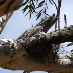 Podargus strigoides (Tawny Frogmouth) at Ainslie, ACT - 25 Oct 2019 by jb2602