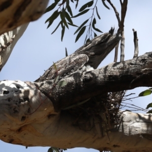 Podargus strigoides at Ainslie, ACT - 25 Oct 2019