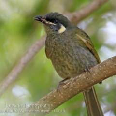 Meliphaga lewinii at Vincentia, NSW - 17 Nov 2019