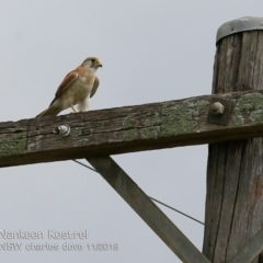 Falco cenchroides (Nankeen Kestrel) at Milton, NSW - 20 Nov 2019 by CharlesDove