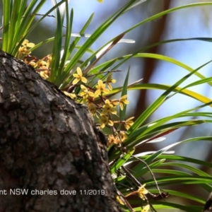 Cymbidium suave at Burrill Lake, NSW - 21 Nov 2019