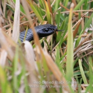 Pseudechis porphyriacus at Milton, NSW - 20 Nov 2019 12:00 AM