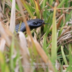 Pseudechis porphyriacus (Red-bellied Black Snake) at Milton, NSW - 19 Nov 2019 by Charles Dove