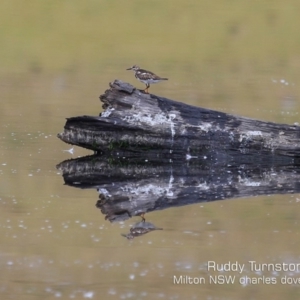 Arenaria interpres at Milton, NSW - 20 Nov 2019