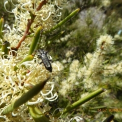 Eleale simplex (Clerid beetle) at Sth Tablelands Ecosystem Park - 10 Nov 2019 by AndyRussell