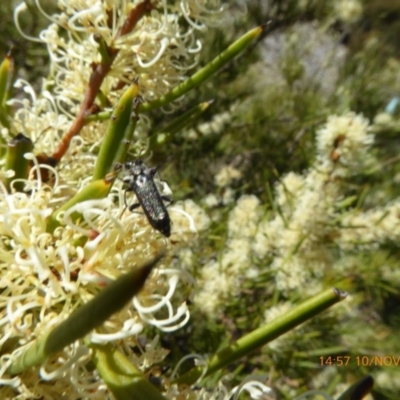 Eleale simplex (Clerid beetle) at Sth Tablelands Ecosystem Park - 10 Nov 2019 by AndyRussell