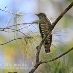 Chrysococcyx lucidus (Shining Bronze-Cuckoo) at Narrawallee Foreshore and Reserves Bushcare Group - 21 Nov 2019 by CharlesDove