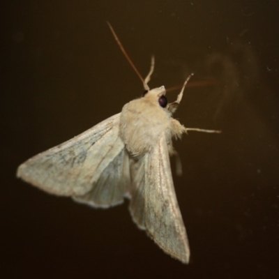 Helicoverpa punctigera (Native Budworm) at Tathra, NSW - 2 Dec 2019 by Kerry Vance