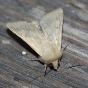 Helicoverpa punctigera at Tathra Public School - 2 Dec 2019 09:10 PM