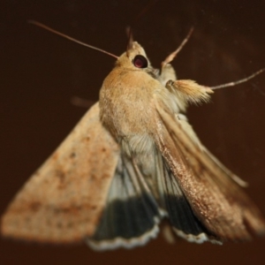 Helicoverpa punctigera at Tathra Public School - 3 Dec 2019 08:03 AM