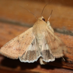 Helicoverpa punctigera at Tathra Public School - 3 Dec 2019 08:03 AM