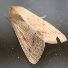 Helicoverpa punctigera at Tathra Public School - 3 Dec 2019