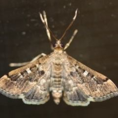 Nacoleia rhoeoalis (Spilomelinae) at Tathra Public School - 2 Dec 2019 by Advance