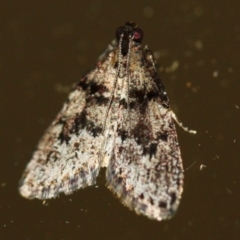 Epipaschiinae (subfamily) at Tathra, NSW - 2 Dec 2019 by KerryVance