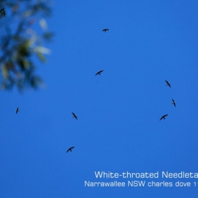 Hirundapus caudacutus (White-throated Needletail) at Garrads Reserve Narrawallee - 20 Nov 2019 by CharlesDove