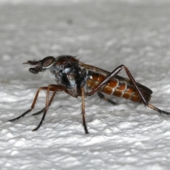 Ectinorhynchus sp. (genus) (A Stiletto Fly) at Ainslie, ACT - 27 Oct 2019 by jbromilow50