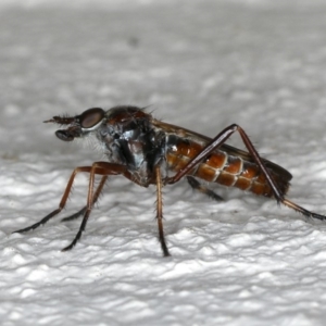 Ectinorhynchus sp. (genus) at Ainslie, ACT - 27 Oct 2019