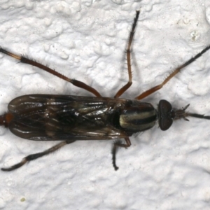 Ectinorhynchus sp. (genus) at Ainslie, ACT - 27 Oct 2019