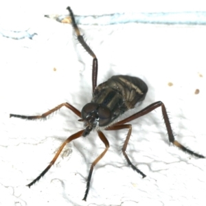 Ectinorhynchus sp. (genus) at Ainslie, ACT - 27 Oct 2019