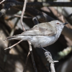 Gerygone fusca (Western Gerygone) at Paddys River, ACT - 2 Dec 2019 by Marthijn