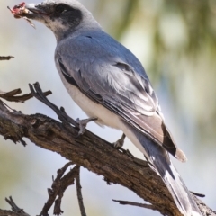 Coracina novaehollandiae (Black-faced Cuckooshrike) at Paddys River, ACT - 3 Dec 2019 by Marthijn