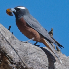 Artamus superciliosus (White-browed Woodswallow) at Paddys River, ACT - 2 Dec 2019 by Marthijn