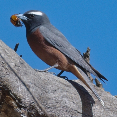 Artamus superciliosus (White-browed Woodswallow) at Paddys River, ACT - 3 Dec 2019 by Marthijn