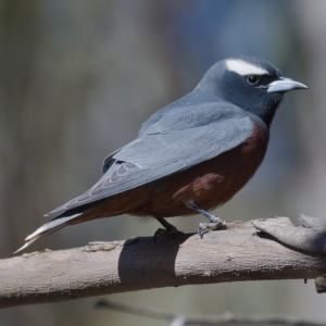 Artamus superciliosus at Paddys River, ACT - 3 Dec 2019 09:30 AM