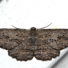 Ectropis (genus) (An engrailed moth) at Ainslie, ACT - 27 Oct 2019 by jbromilow50