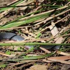 Pseudechis porphyriacus (Red-bellied Black Snake) at Wallagoot, NSW - 2 Oct 2019 by RossMannell