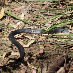 Pseudechis porphyriacus at Wallagoot, NSW - 2 Oct 2019