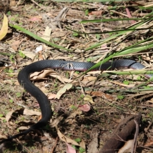 Pseudechis porphyriacus at Wallagoot, NSW - 2 Oct 2019 02:36 PM