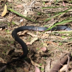 Pseudechis porphyriacus at Wallagoot, NSW - 2 Oct 2019 02:36 PM