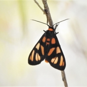 Amata (genus) at Tennent, ACT - 3 Dec 2019 10:18 AM