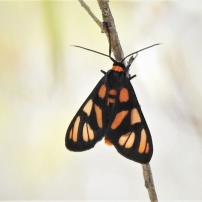 Amata (genus) (Handmaiden Moth) at Gigerline Nature Reserve - 2 Dec 2019 by JohnBundock