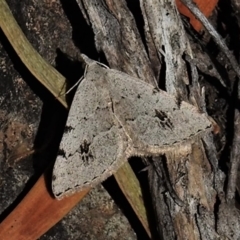Dichromodes estigmaria (Pale Grey Heath Moth) at Tennent, ACT - 3 Dec 2019 by JohnBundock