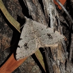 Dichromodes estigmaria at Tennent, ACT - 3 Dec 2019 10:35 AM