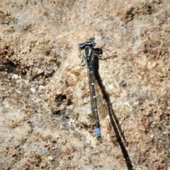 Austroagrion watsoni (Eastern Billabongfly) at Tennent, ACT - 2 Dec 2019 by JohnBundock