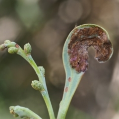 Endoraecium walkerianum (Acacia rust) at Uriarra, ACT - 13 Feb 2019 by KenT