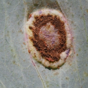 Endoraecium walkerianum at Uriarra, ACT - 14 Feb 2019