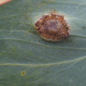 Endoraecium walkerianum at Uriarra, ACT - 14 Feb 2019 09:27 AM