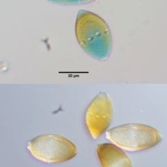 Endoraecium walkerianum at Uriarra, ACT - 14 Feb 2019