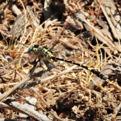 Austrogomphus cornutus (Unicorn Hunter) at Tennent, ACT - 3 Dec 2019 by JohnBundock