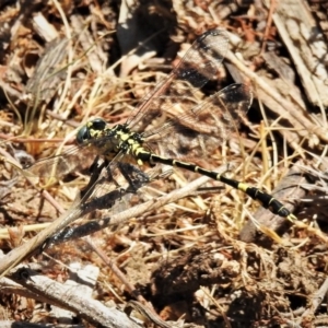 Austrogomphus cornutus at Tennent, ACT - 3 Dec 2019