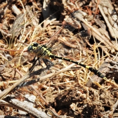 Austrogomphus cornutus (Unicorn Hunter) at Gigerline Nature Reserve - 3 Dec 2019 by JohnBundock